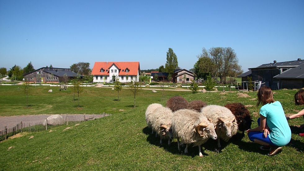 Einen schönen Ausblick über den ganzen Hof bietet die Schafweide auf dem Erdreifehügel, © LandWert Schulbauernhof