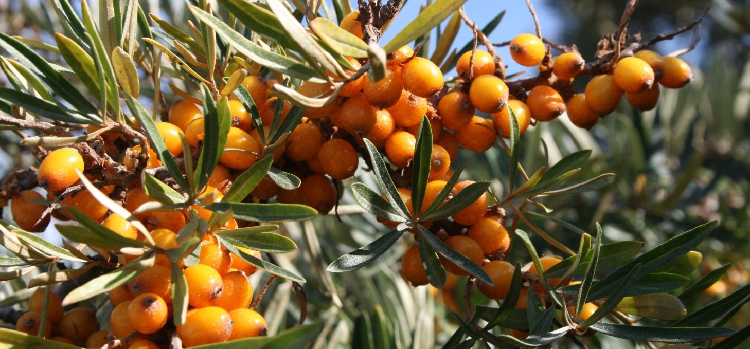 Sea buckthorn - the lemon of the north, © TMV/Kliem