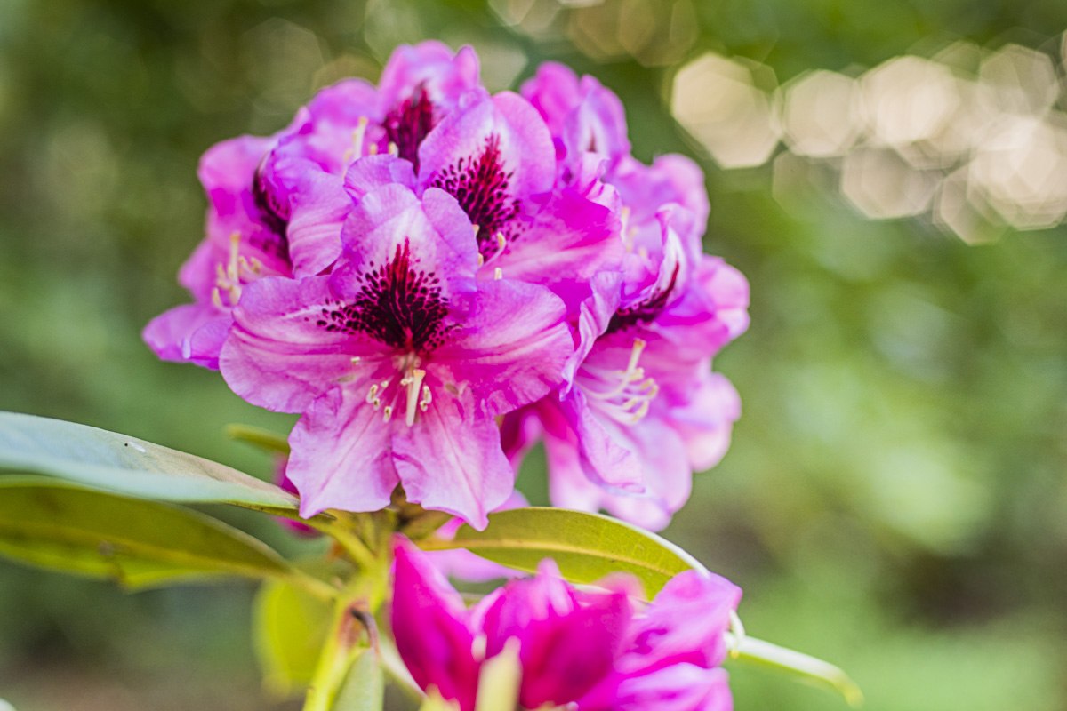 Rhododendron Park Festival | A feast for the senses: flower magic, cultural enjoyment & market hustle and bustle., © André Pristaff / Tourismus- und Kur GmbH Graal-Müritz