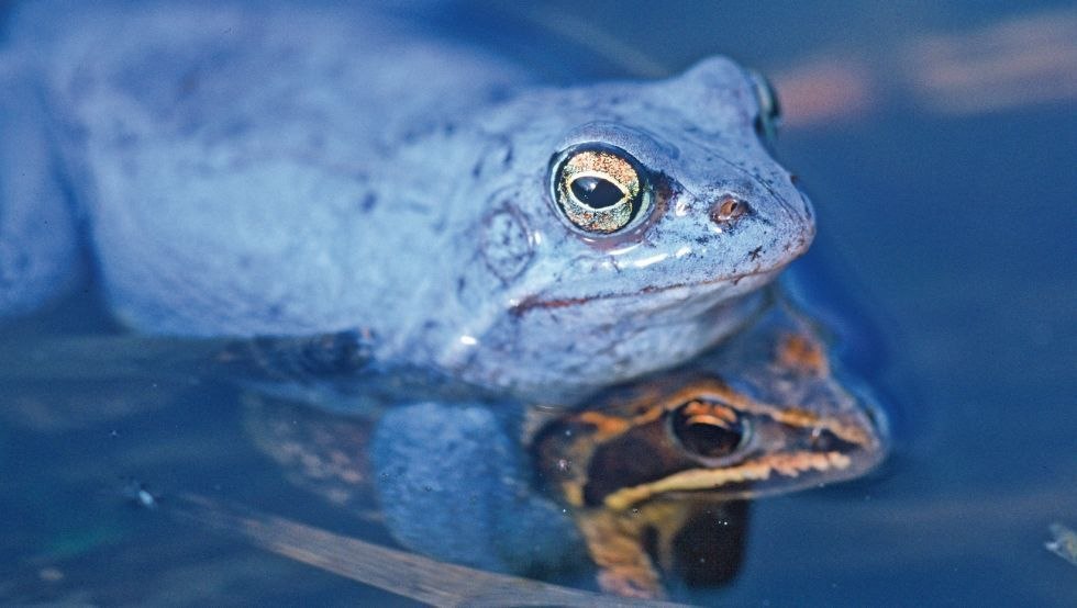 The moor frog turns blue in the spring, © TMV/Steindorf-Sabath