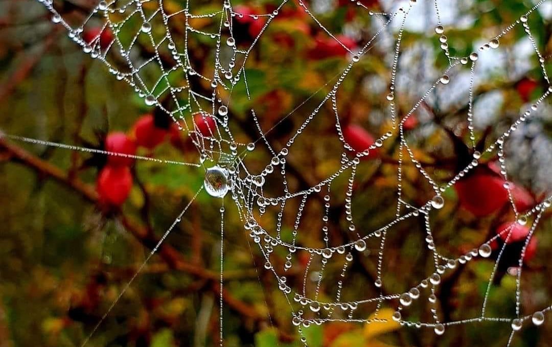 Autumn, © Südliche Boddenküste