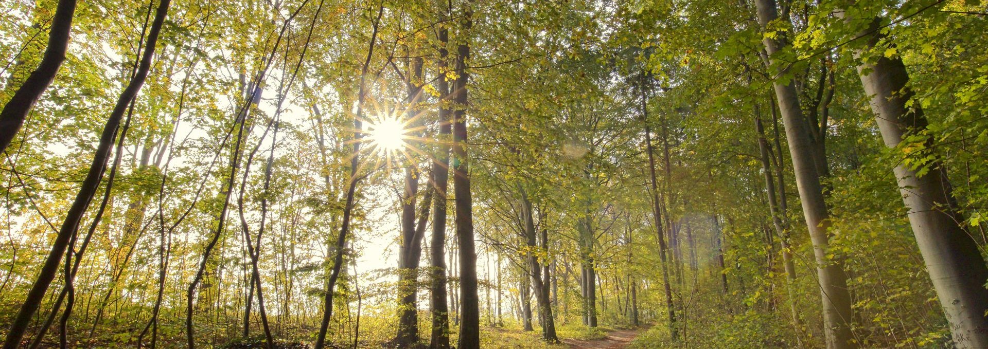 Forest bathing in autumn (c) Kurverwaltung Goehren Martin Stoever_10-2016_P5I4842, © Kurverwaltung Goehren / Martin Stoever