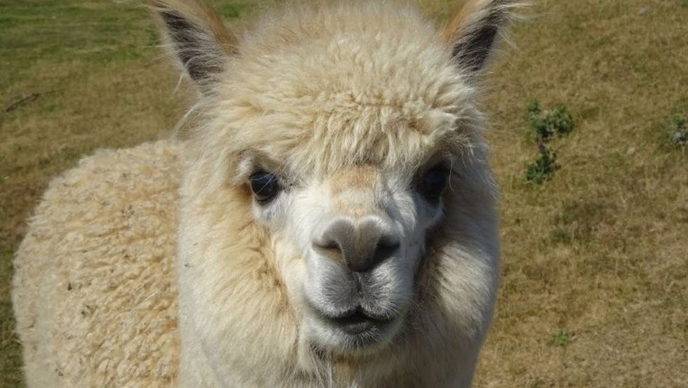 The alpaca Chrischi, © Gerald Pfaff, Erlebnis- & Tigerpark Dassow