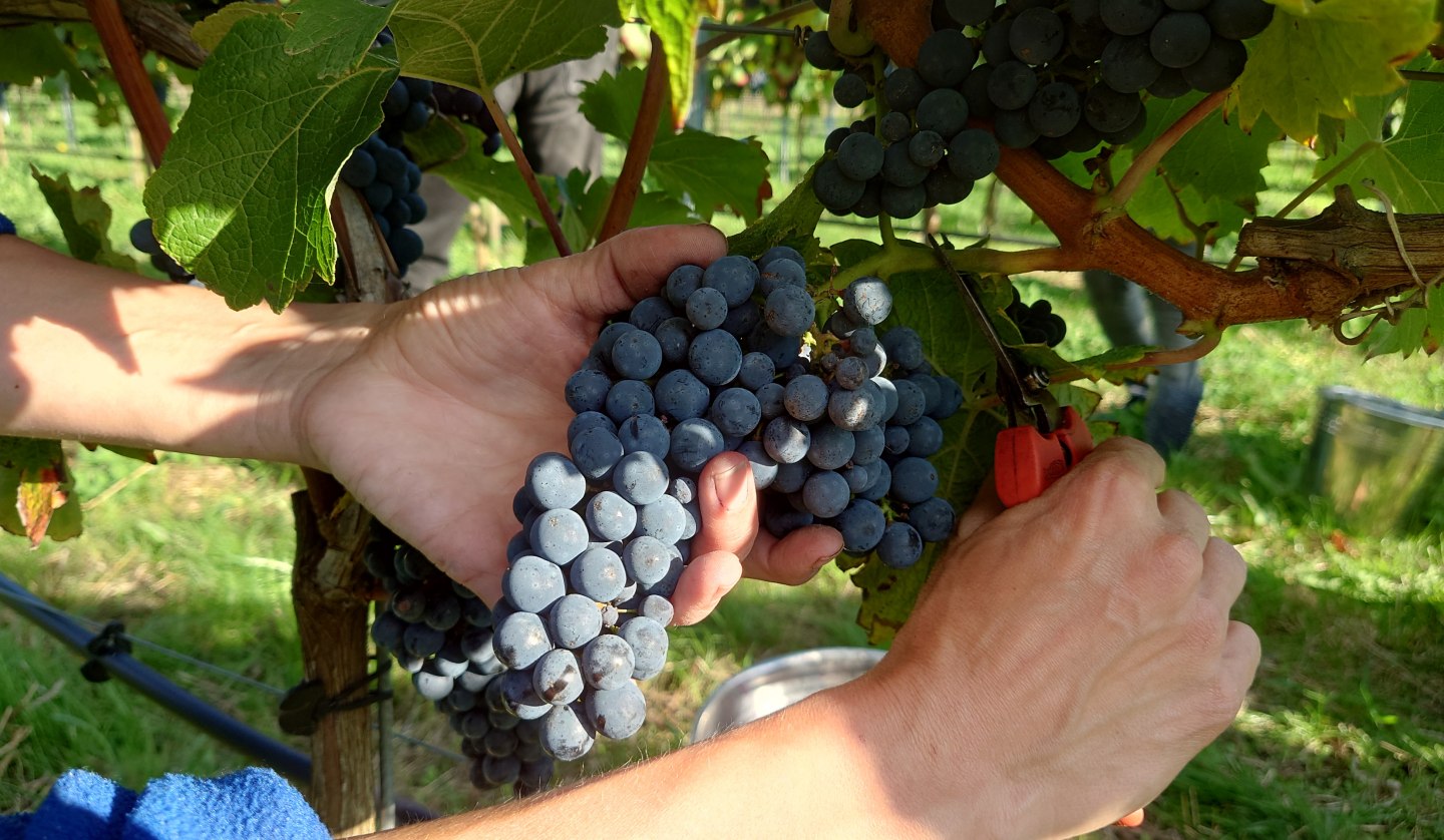 The grapes are harvested by hand, © wein-mv.de