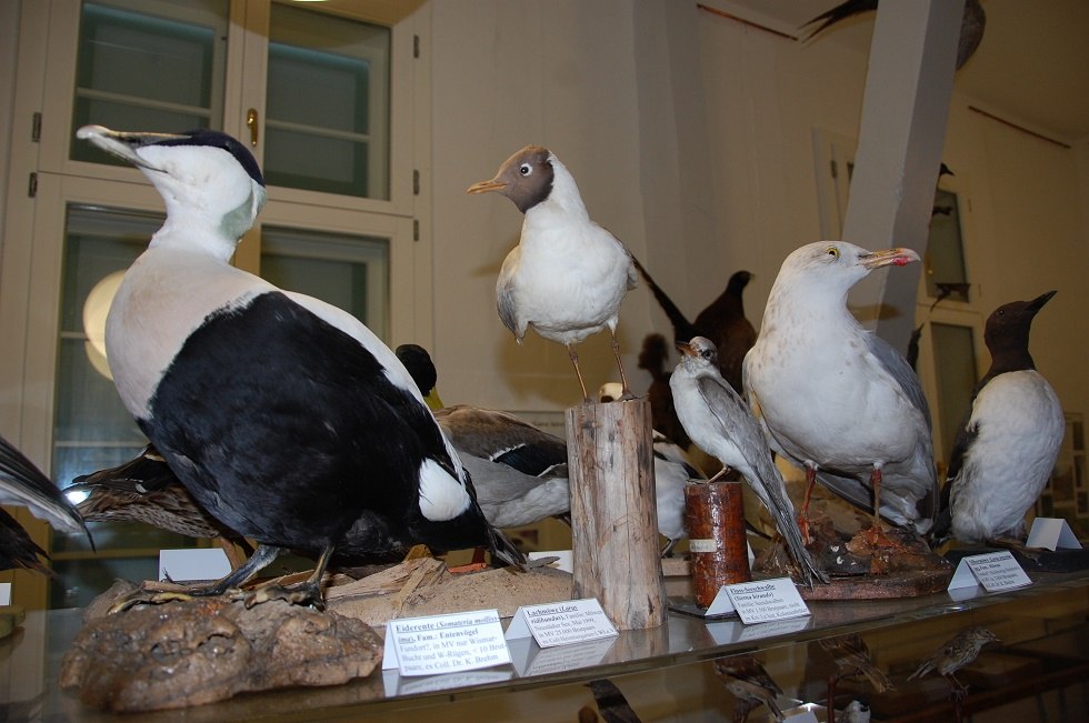 Taxidermy of native birds will also be on display., © Gabriele Skorupski