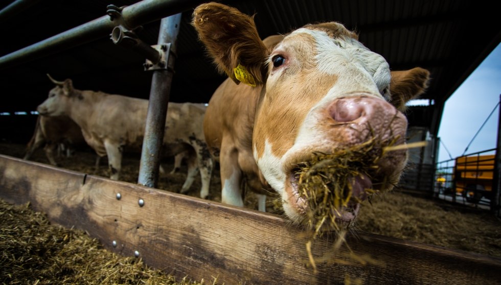 A particularly popular diversion for families are the guided farm tours, © Sven Lingott / Gut Darß