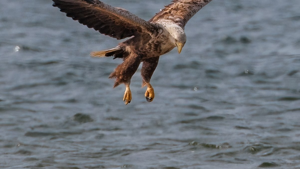 Sea eagle that lands, © Kevin Hempel