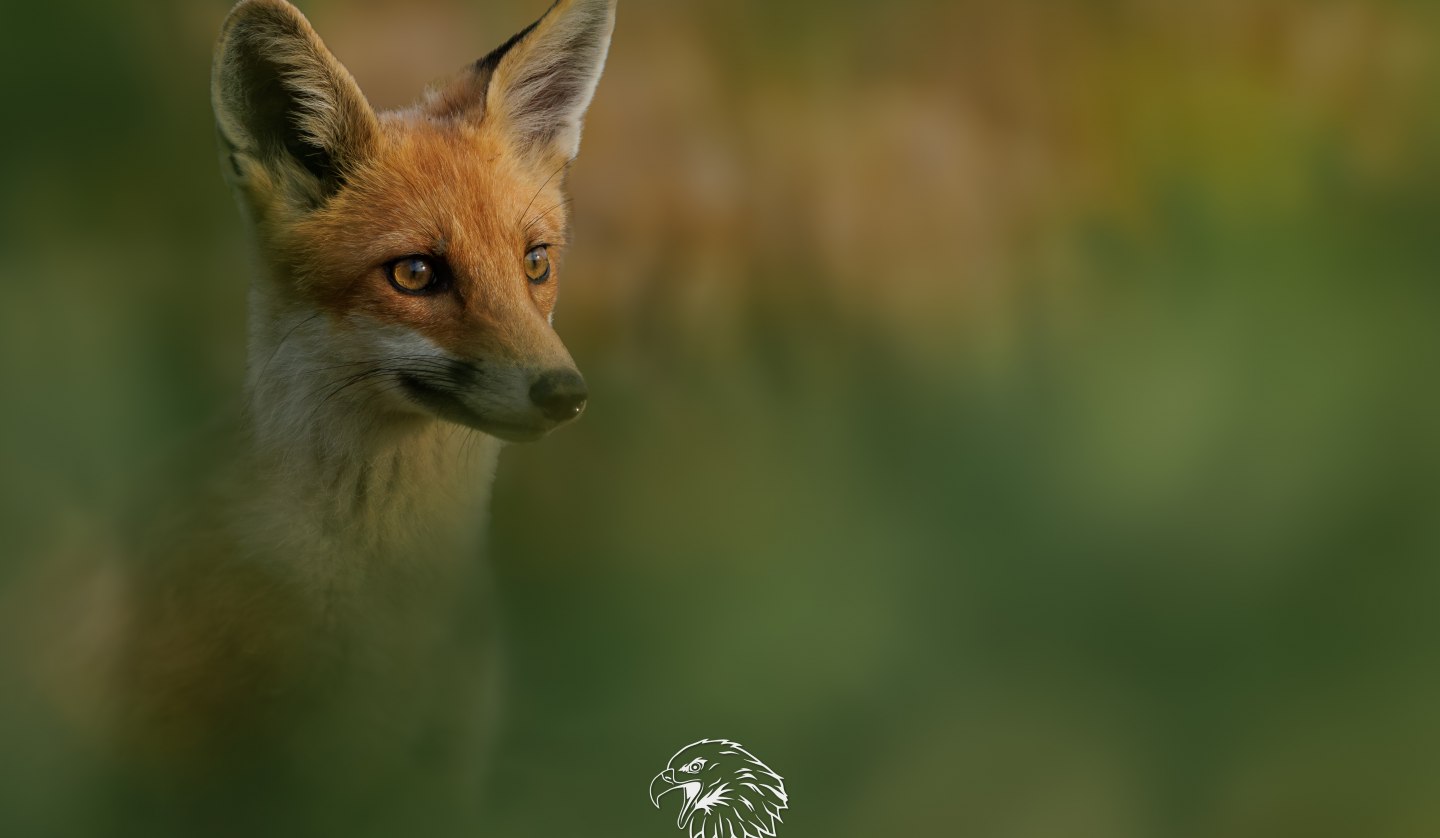 Juvenile fox, © Vogeltouren MV