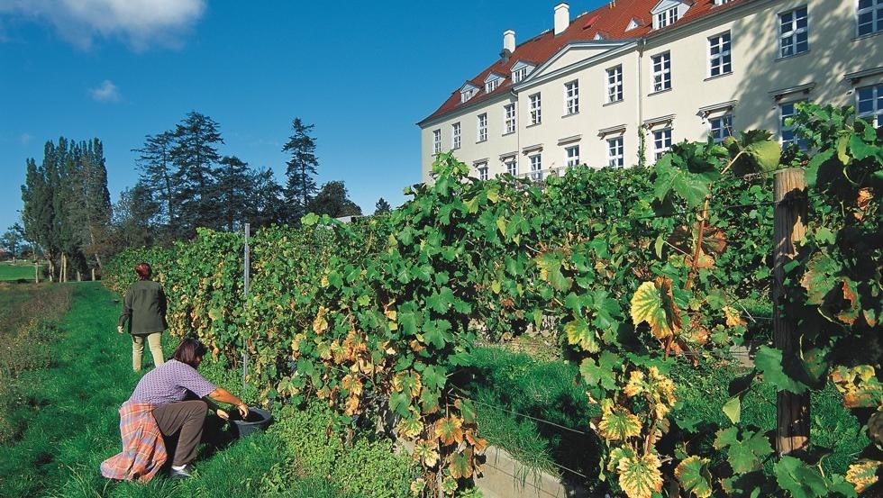 Sunny vineyard at Rattey Castle in Mecklenburg Lake District, © TMV/Legrand