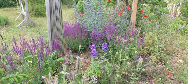 Flowering herbs with culinary surprises, © Martin Hagemann