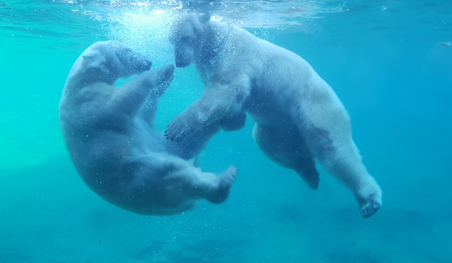 Up close to the polar bears at the Polarium, © Zoo Rostock/Bruhn