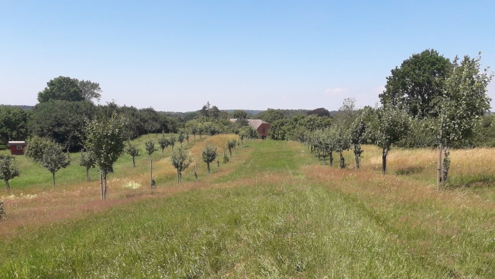 Orchard meadow, © Mosterei Kneese/Paula Markert