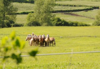 Haflinger young stallions not far from the farm on Usedom, © Reiterhof Sallenthin