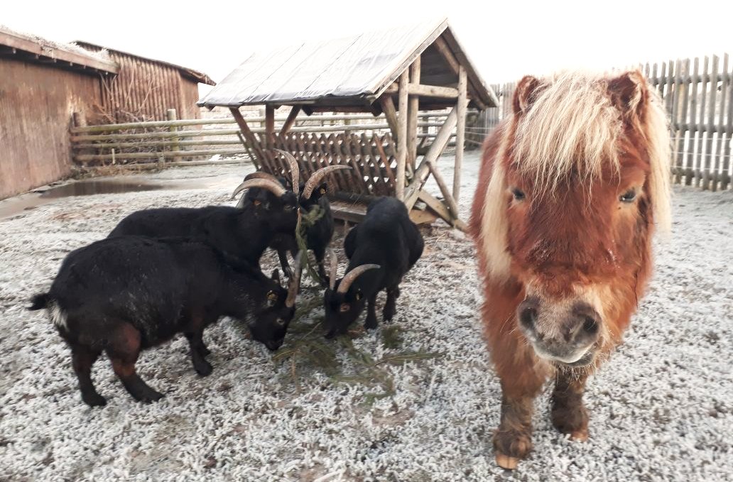 Pony Kasi visiting the goats, © Heimattierhof