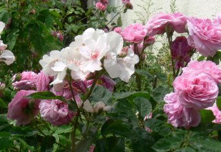 Magnificent roses in Schlemmin, © Rosentau-Keramik/Rehfeld