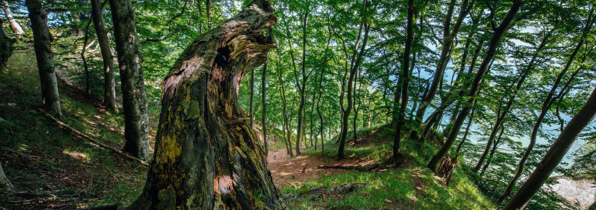 Jasmund National Park: Man must not interfere. And also not to clear anything away. Nature takes care of everything itself, © TMV/Tiemann