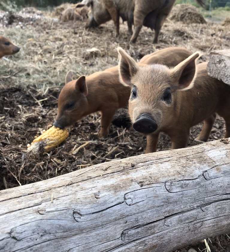 Offspring in the wool pigs., © A. von Senger und Etterlin