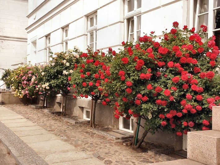 Almost in front of each house are beautiful rose bushes., © Tourimuszentrale Rügen