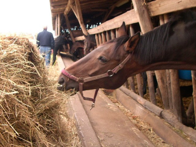 Malchow Riding School, © Malchower Reiterhof