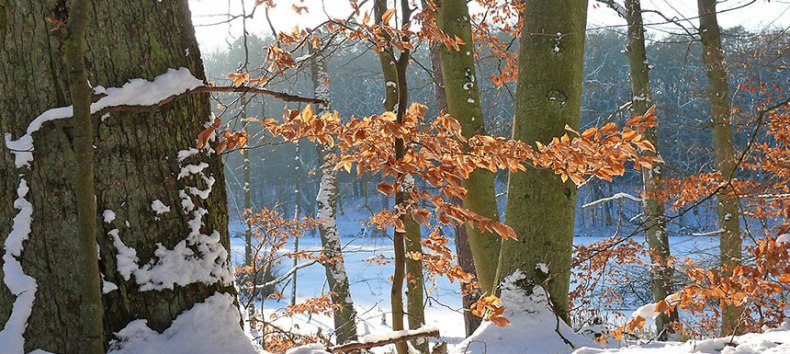 Hike into the new year, © Foto: Nationalparkamt Müritz