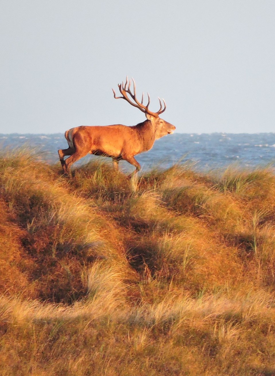 A stately stag strides majestically over the dunes on the Baltic Sea coast while the fresh sea breeze blows through the grass - an impressive moment in the raw beauty of nature.