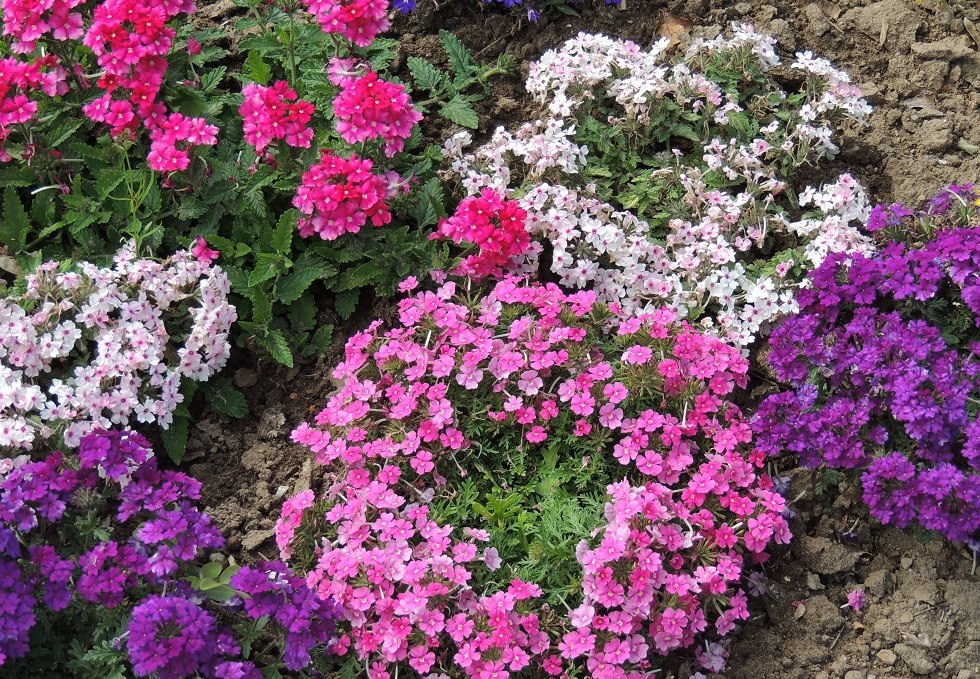 Blossom splendor in the show garden, © Kurverwaltung Insel Poel