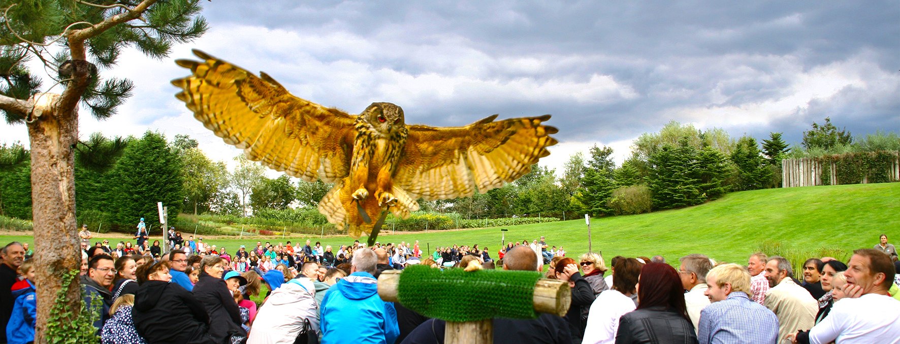 Eagle owl in the air show