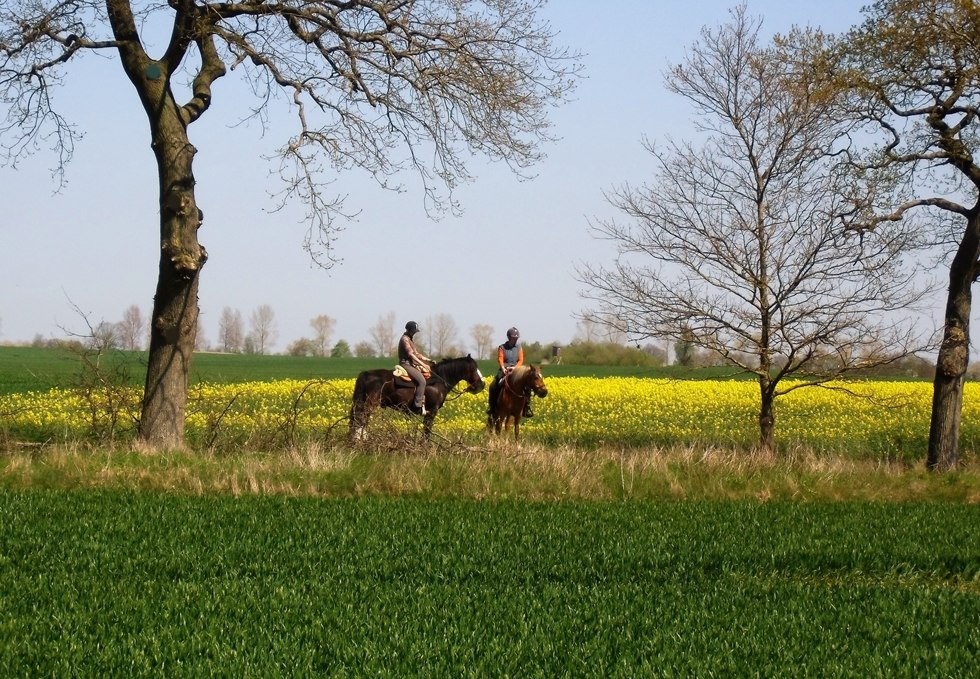 Experience relaxed horseback rides with Reiterhof Reinecke, © Elisabeth Reinecke