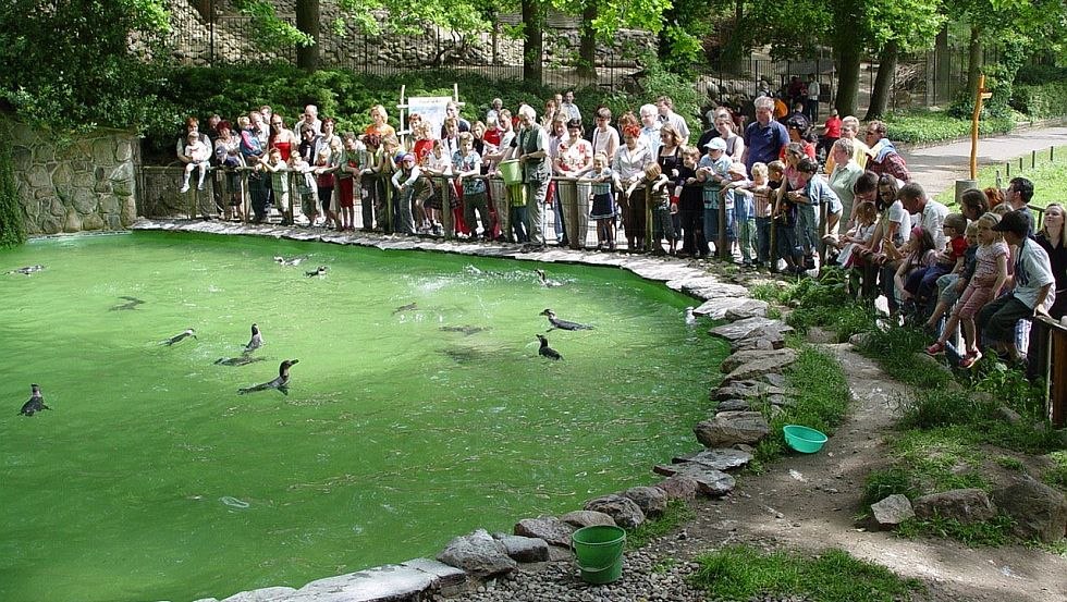 Penguins feeding time, © Zoo Schwerin/Erika Hellmich