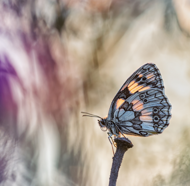 In a swirl of color, © Spranz, Henrik