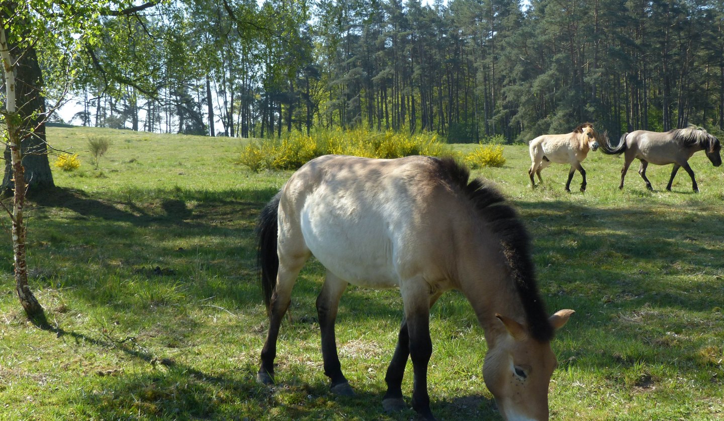 Przewalski 2, © Weichbrodt