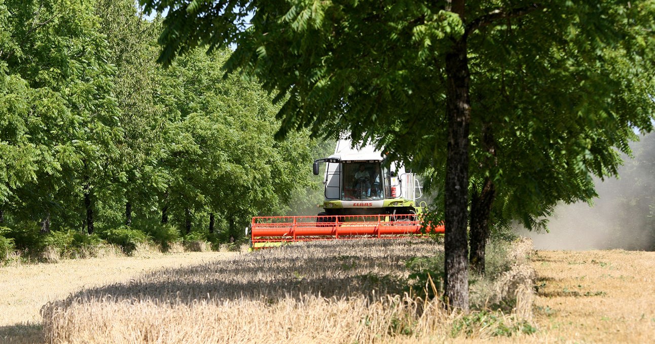 1_Agroforestry_system_Christian-Dupraz-INRA-Montpellier-France_1292px-857px, © BUND-MV