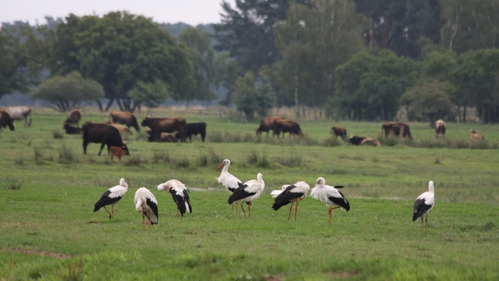 The Suden lowlands are the ideal food source for storks, © Storkenkate