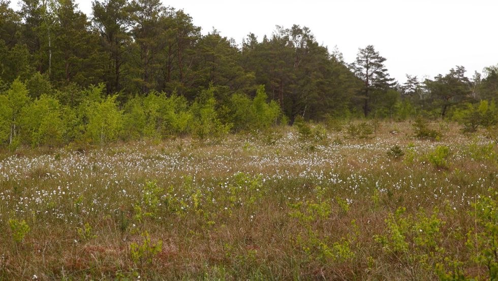 Bog landscape with cotton grass, © TMV/outdoor-visions.com