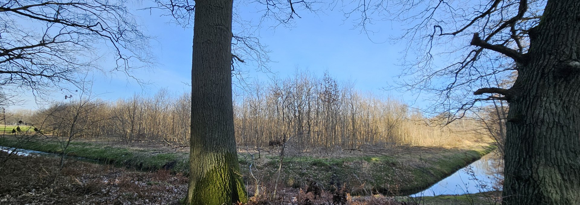 Trees have been growing in the Koserow climate forest (Island of Usedom) since 2011, © Landesforst MV