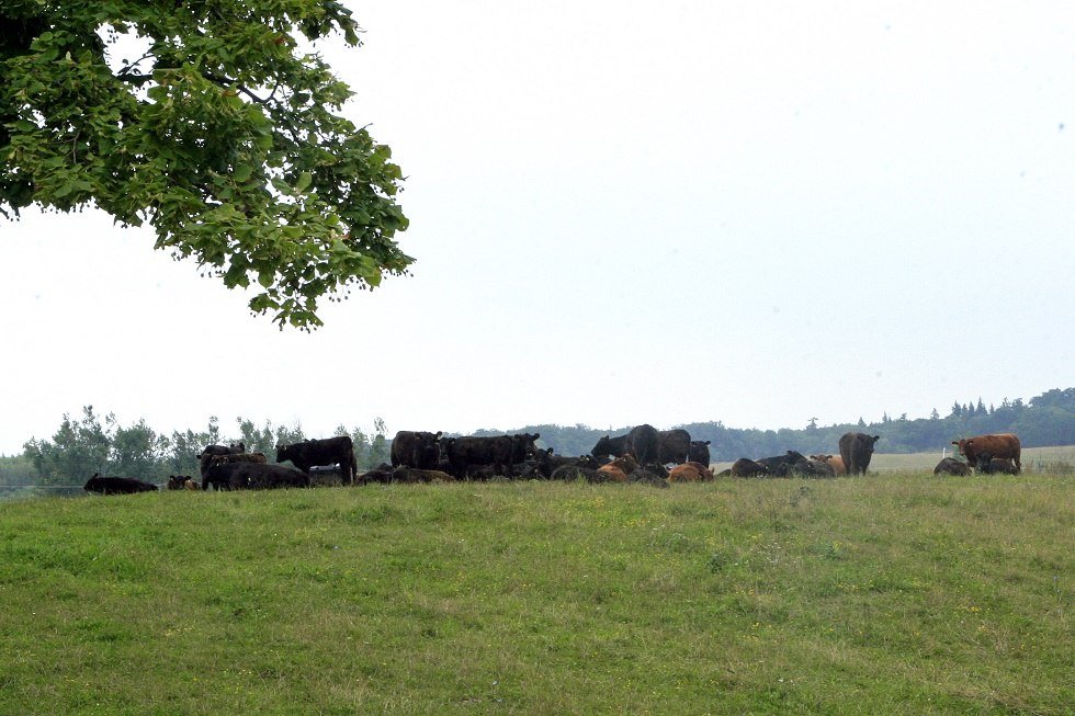 Pasture landscape in Klepelshagen, © Sabrina Wittkopf-Schade