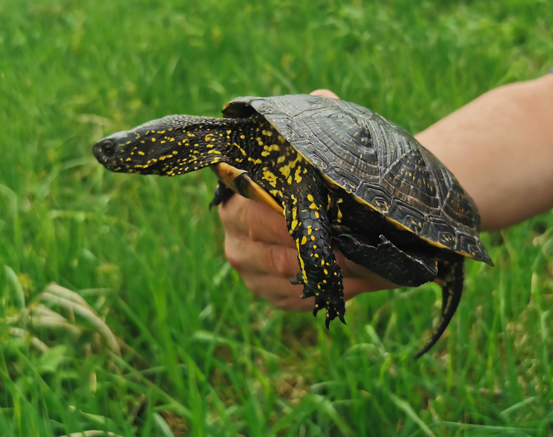 European pond turtle, © Markus Tschakert