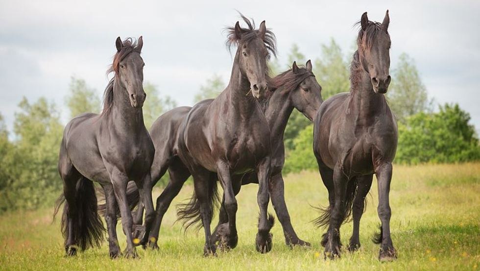 Friesian herd on Häven estate, © Gut Häven/ Wiebke Haas