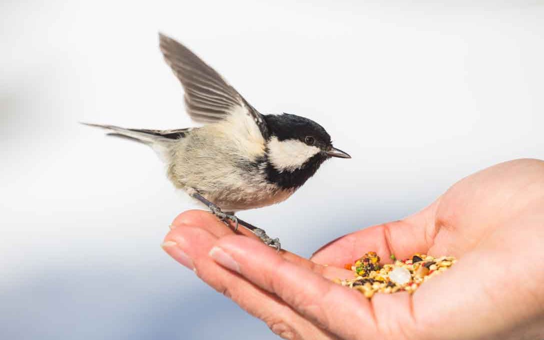 DIY: Vogelfutterzapfen selbst gemacht, © Erlebnis Akademie AG/NEZR