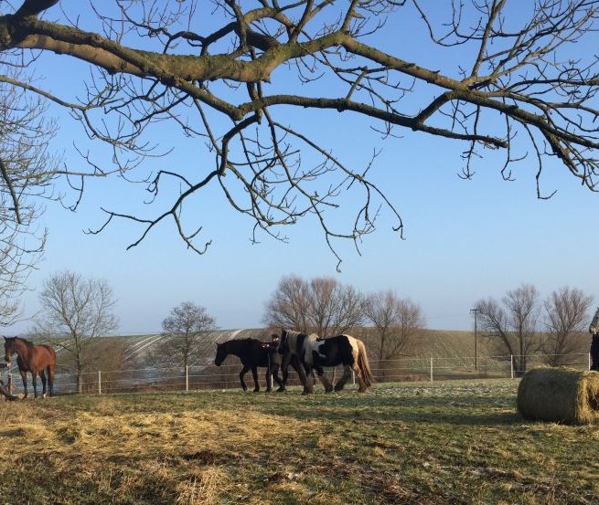 Horse life on the Nussbaumhof, © Nussbaumhof