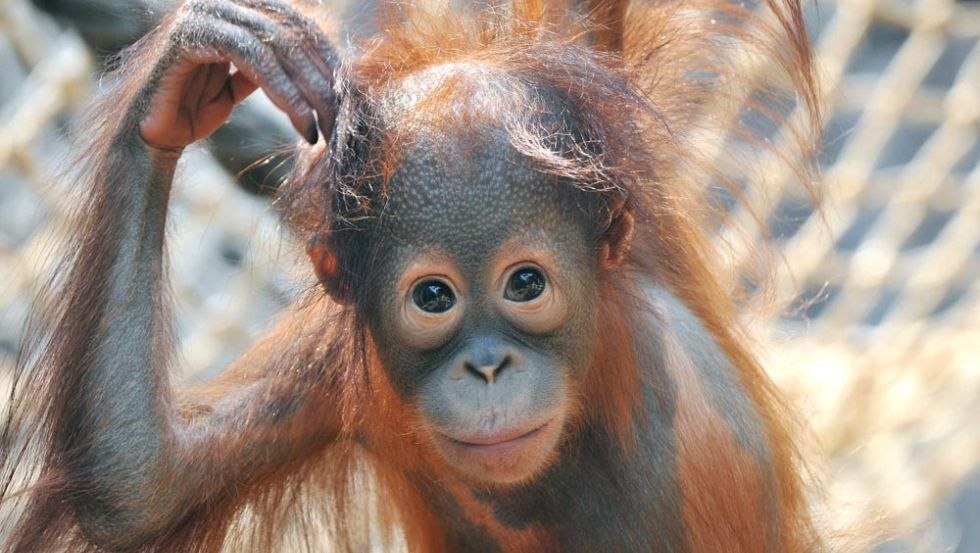 Orangutan offspring Surya at Rostock Zoo, © Zoo Rostock/Kloock