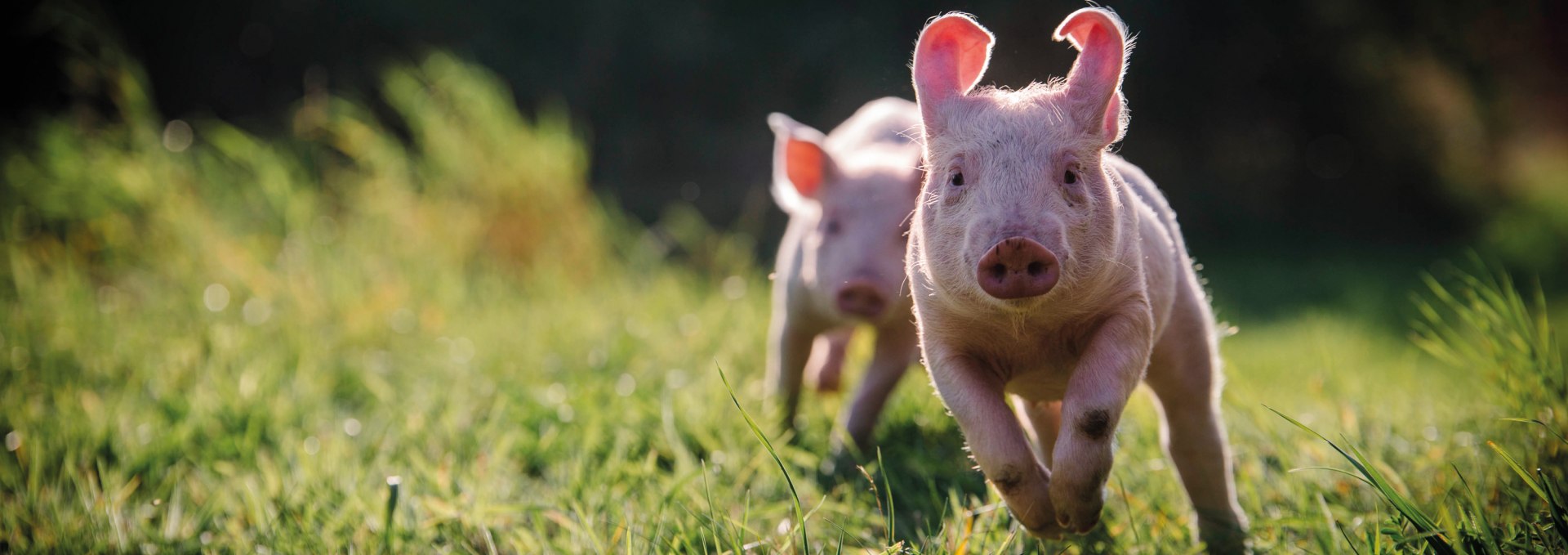 Anni and Rosalie in pig country, © Land der Tiere