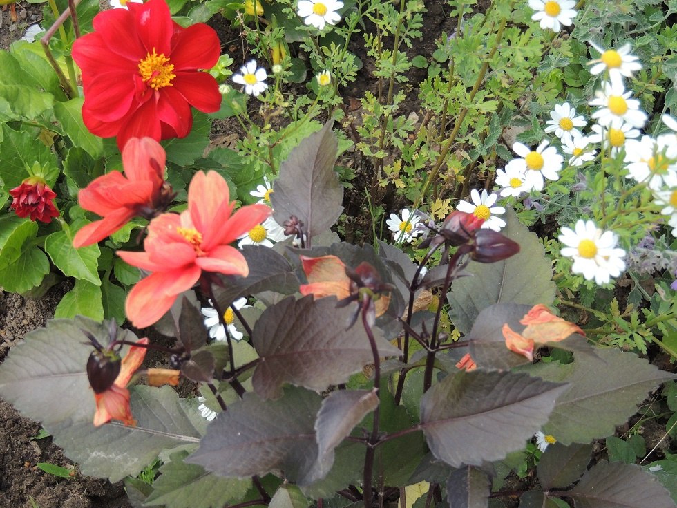 Blossom splendor in the show garden, © Kurverwaltung Insel Poel