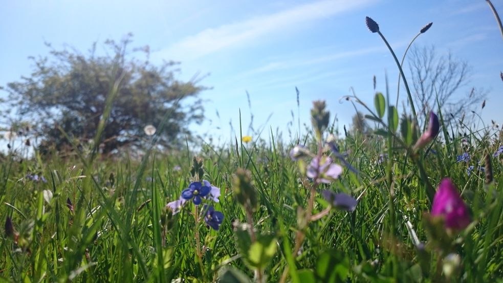 Wildflowers at seagull place, © TMV/Bodieschek