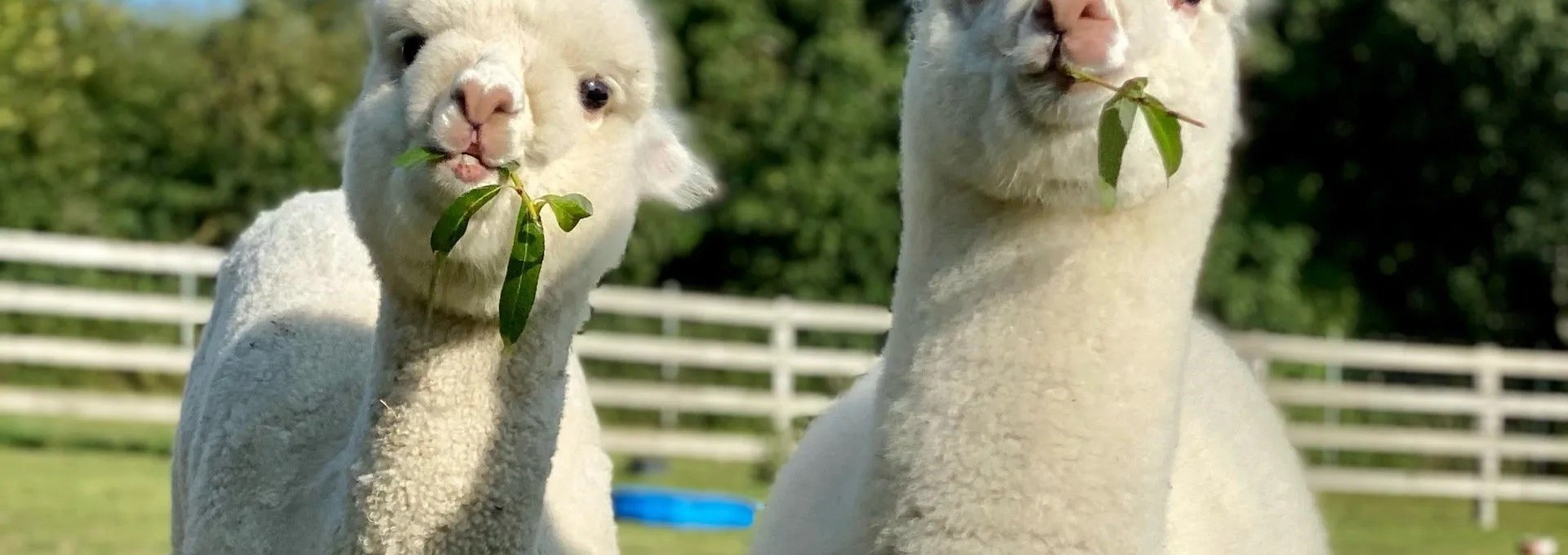 Trebel Valley Alpacas, © Anne Häusler