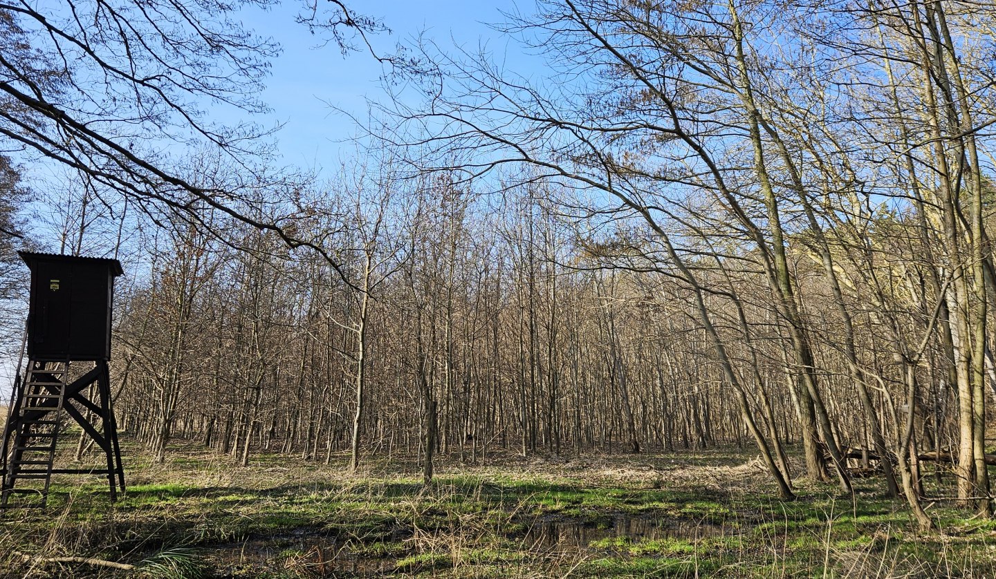 Trees have been growing in the Damerow climate forest (Island of Usedom) since 2009, © Landesforst MV