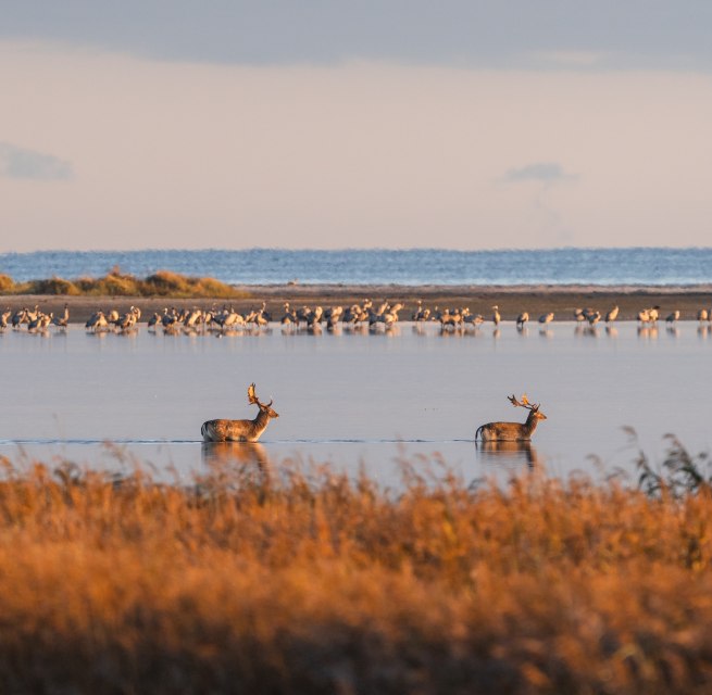 Two deer cross a shallow water area while cranes rest in the background.