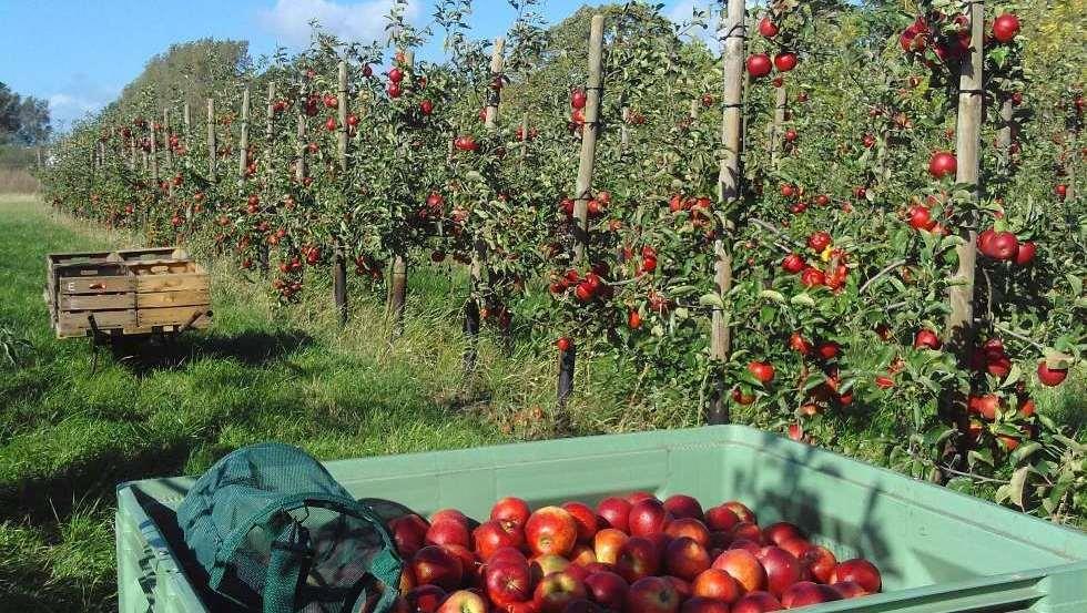 Heinz Thümmrich's organic apples grow in the middle of the biosphere reserve, © Archiv, Biosphärenreservatsamt Schaalsee-Elbe