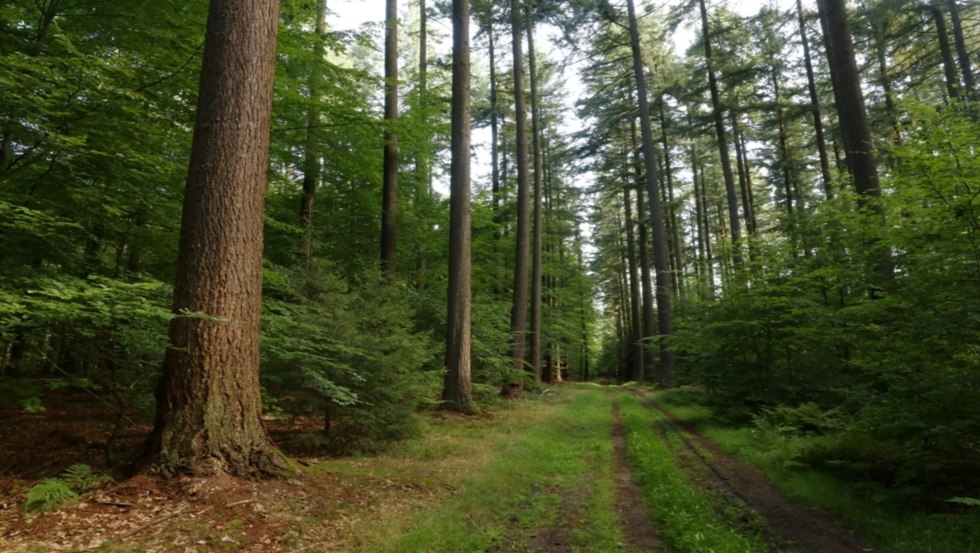 Douglas firs near Parchim, © TMV/Gohlke