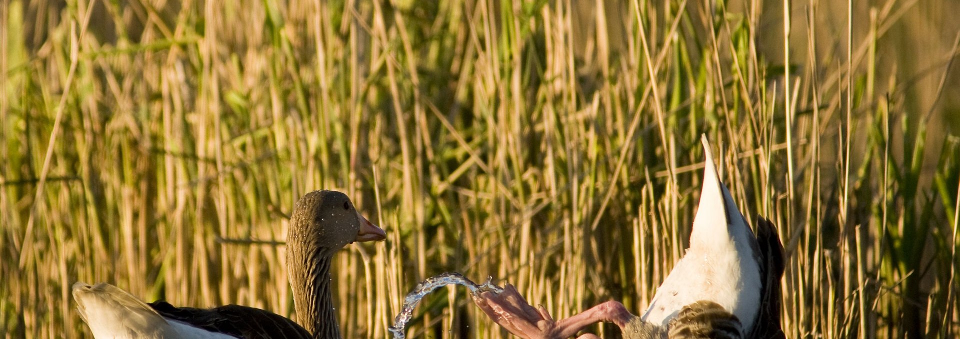 You can experience game viewing on selected tours with our specialized guides., © Jan Noack